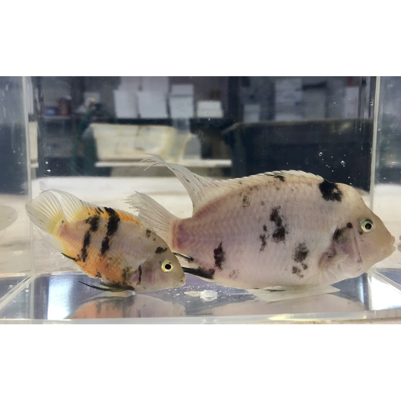 Marble Convict Cichlid 1-2″ Unsexed