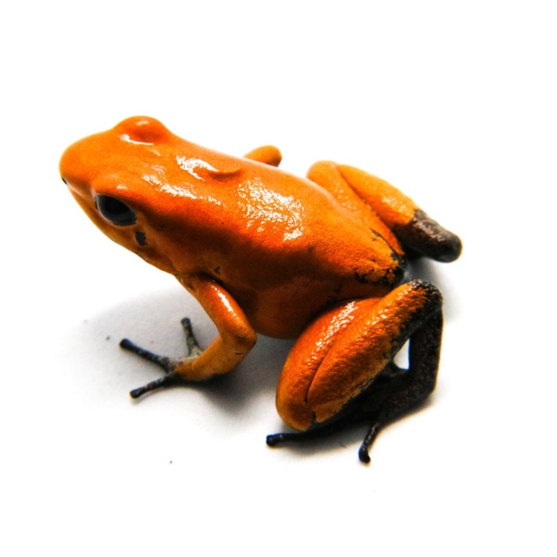 Phyllobates terribilis “Orange Blackfoot” Tadpole Single Tadpole
