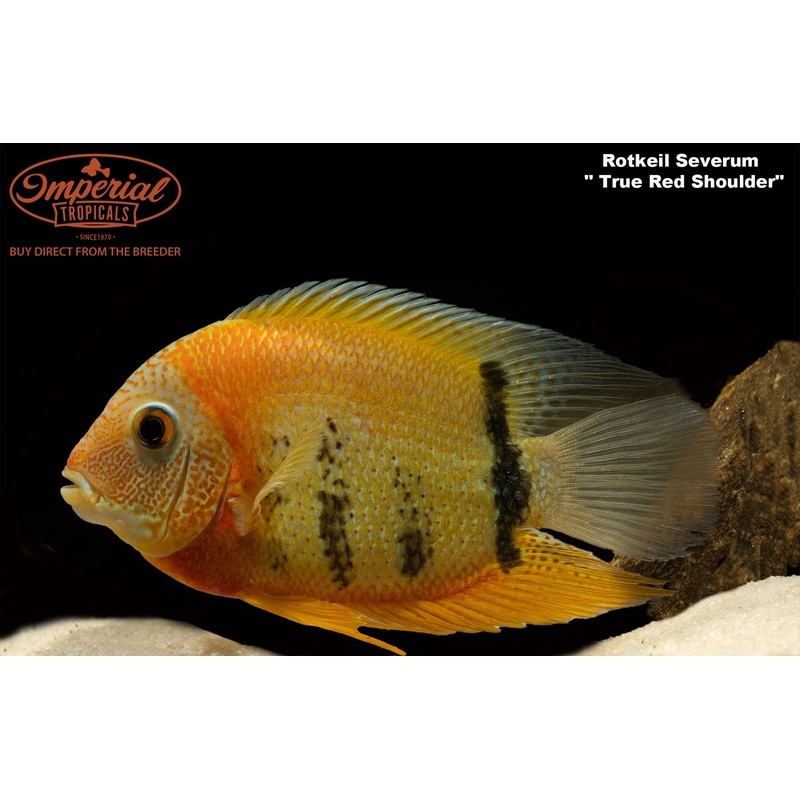 Red Shoulder Rotkeil Severum 1-2″ Unsexed Captive Bred