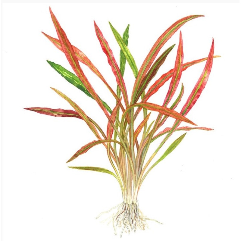 Tropica Potted Cryptocoryne spiralis ‘Red’