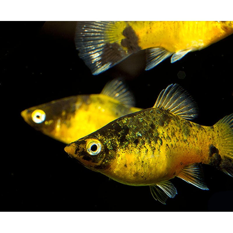 Bumblebee Platy 1-2″ Unsexed
