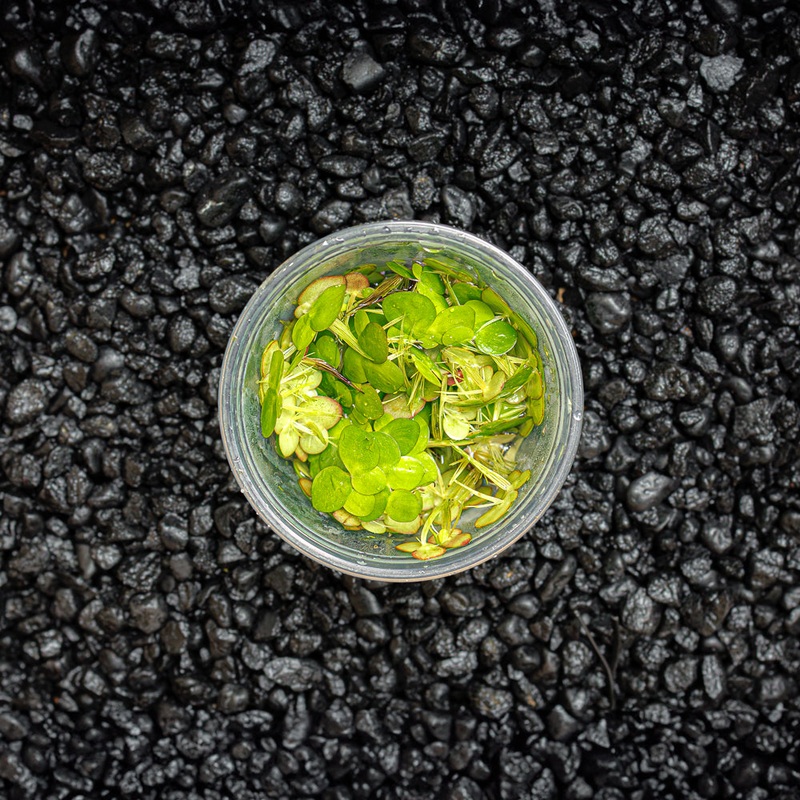 Giant Duckweed – Spirodela polyrhiza
