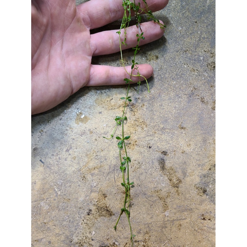 NOID Ground Cover sp. 4-6 inch cutting
