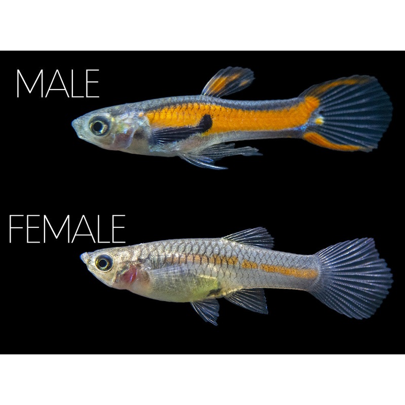 Red Scarlet Endler (Poecilia wingei), Males and Females, Tank-Bred! 1 Male/Female Pair