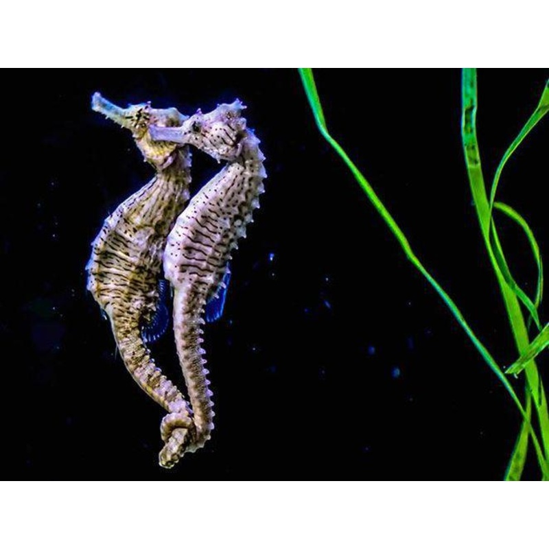 Biota Erectus Seahorse PAIR (Captive Bred!)