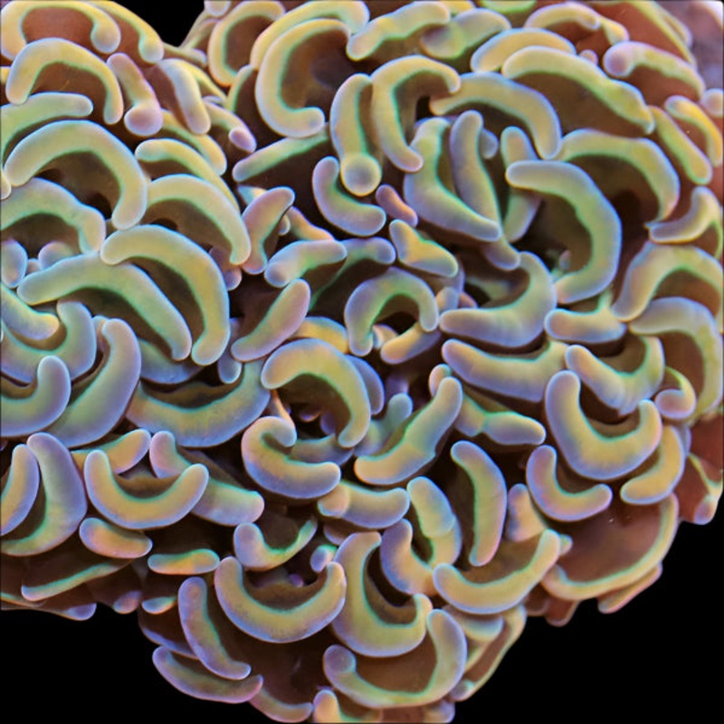 Biota Gold Wall Hammer frag