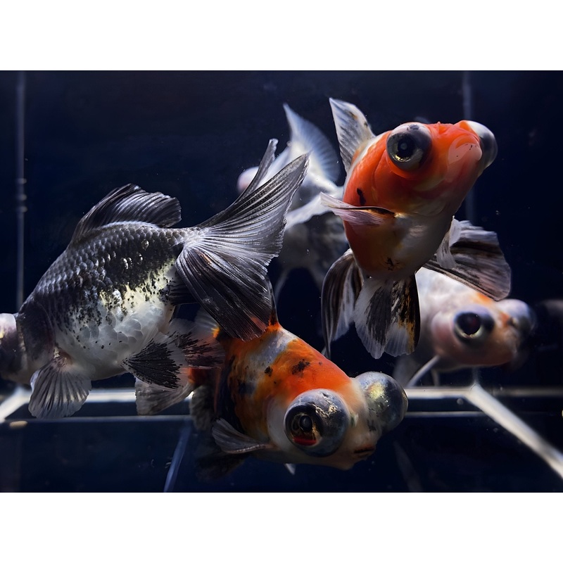Calico Butterfly Tail Goldfish – 3″