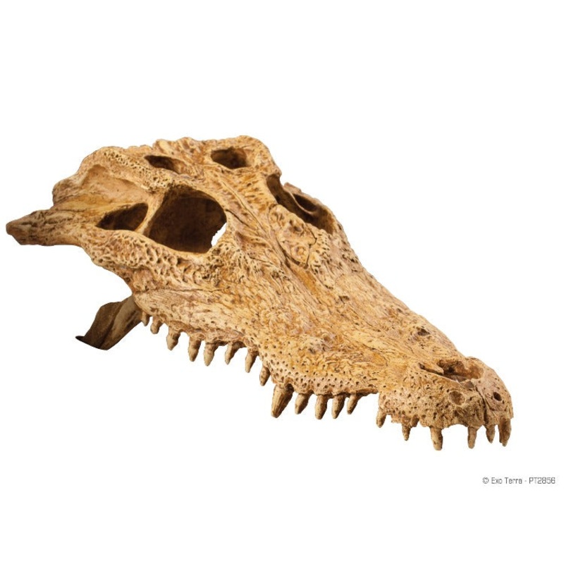 Exo Terra Crocodile Skull  Hideout