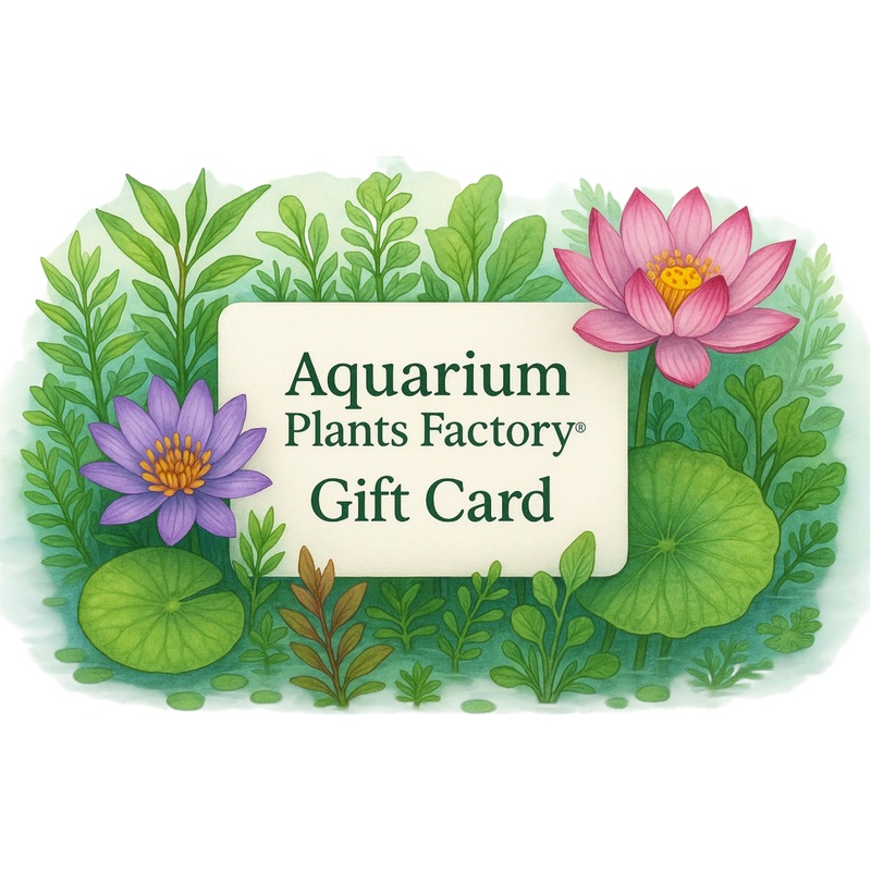 Gift Card $10