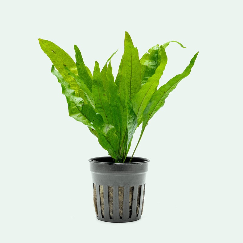 Microsorum Pteropus