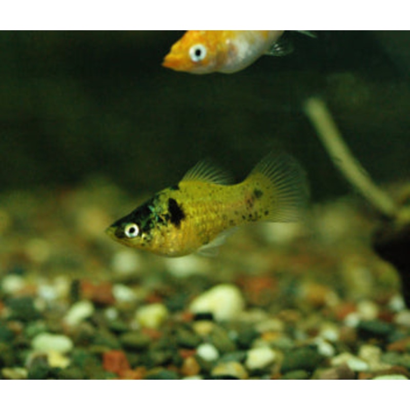 Platy Bumblebee 3-4cm