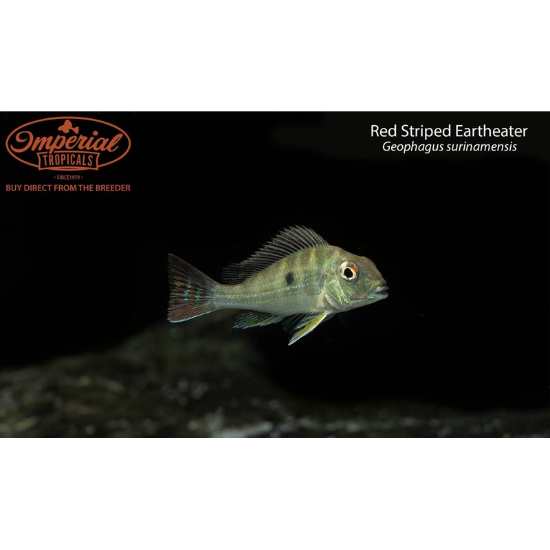 Red Striped Eartheater 1-2″ Unsexed