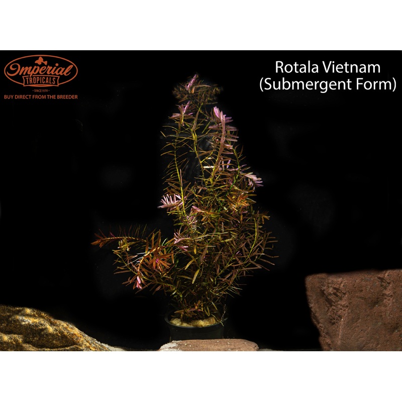 Rotala Vietnam 1 Potted Plant