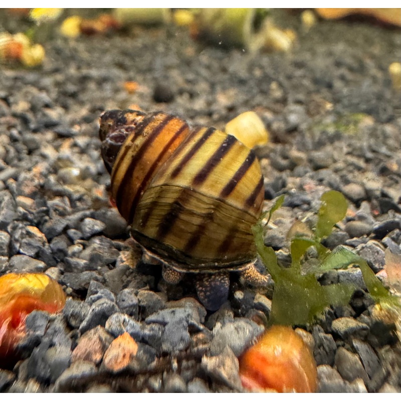 Snail – Singapore Spiral Algae Eater 1 snail ( 10 cent coin size )