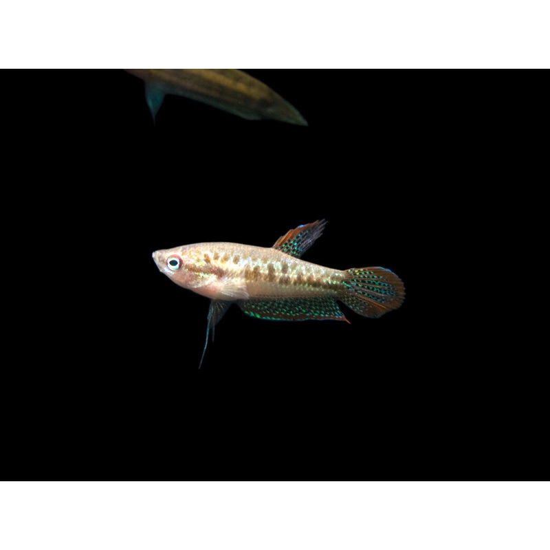 Sparkling Dwarf Gourami (Trichopsis pumila) – Tank-Bred! 1 Fish