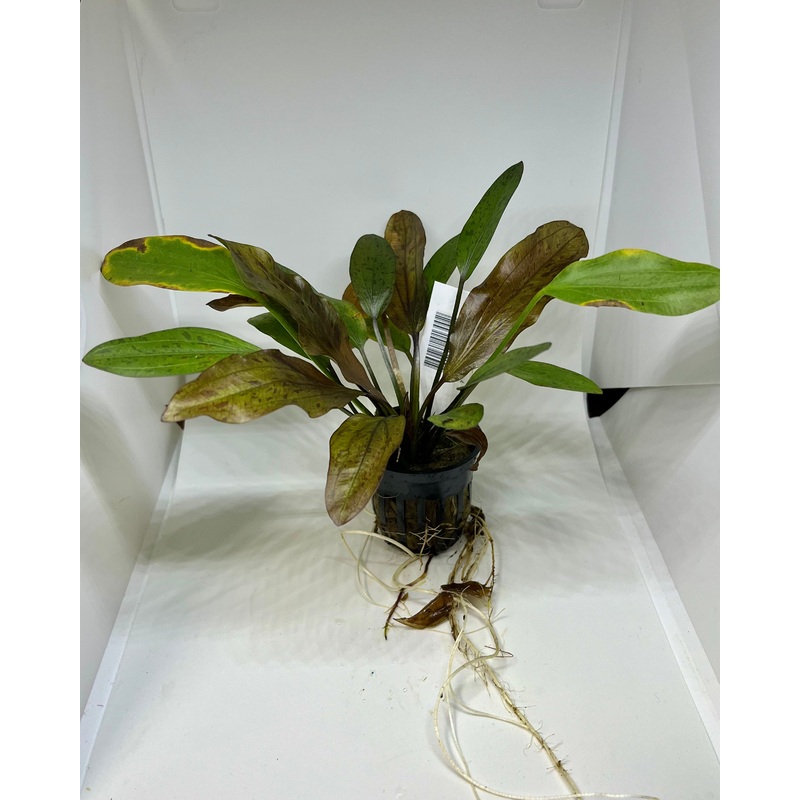 Sword Ozelot Potted
