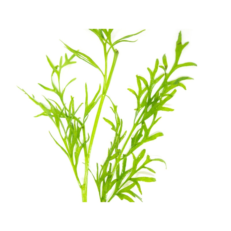 Water Sprite aka Indian Water Fern (Ceratopteris thalictroides) – 6 to 8 inch Tall Bunch