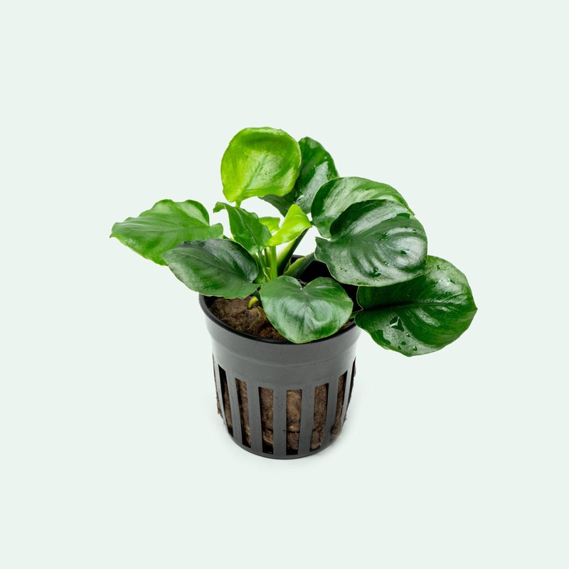 Anubias Round Leaf Golden Coin Potted