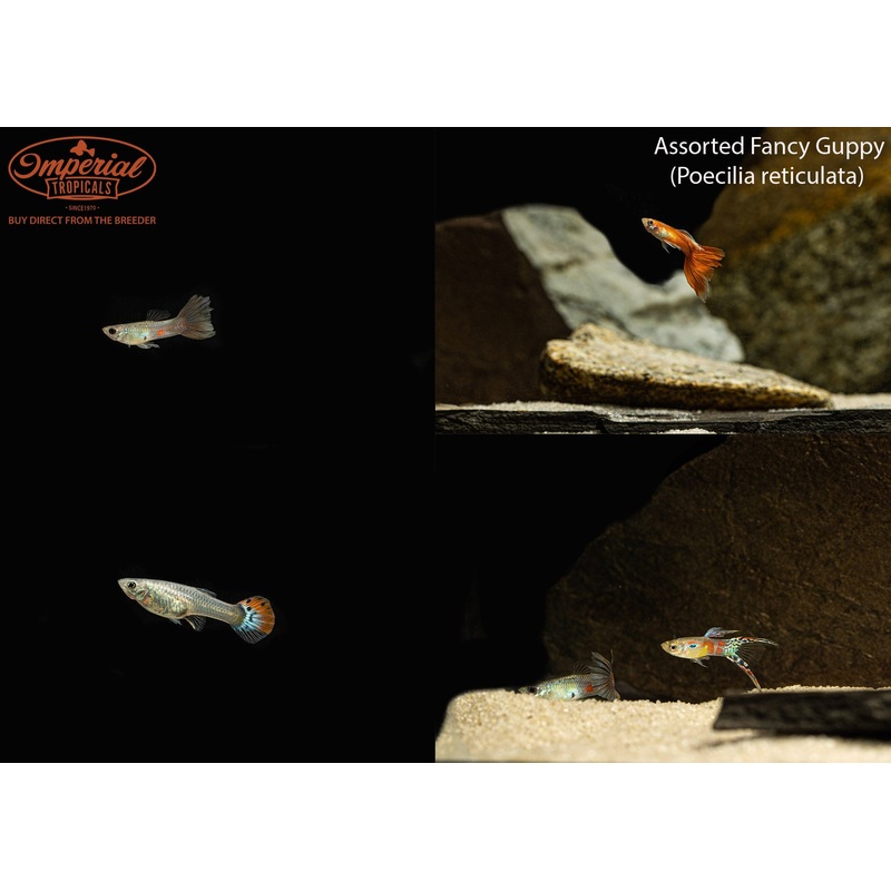 Assorted Fancy Guppy 1-2″ Female