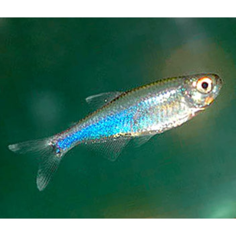 Blue King Tetra Special (6 for $22) 3-3.5cm