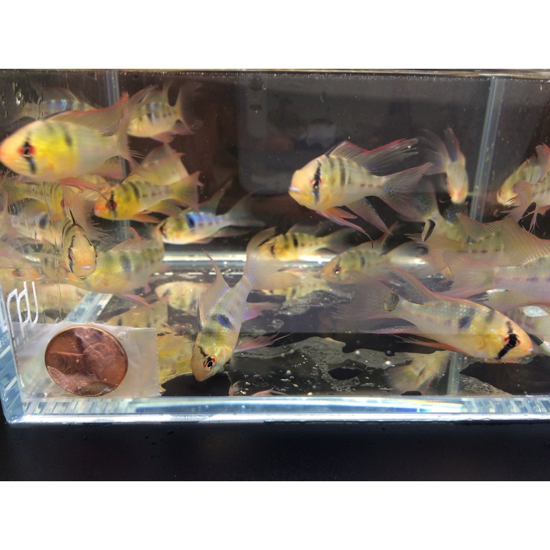 Blue Veiltail Ram