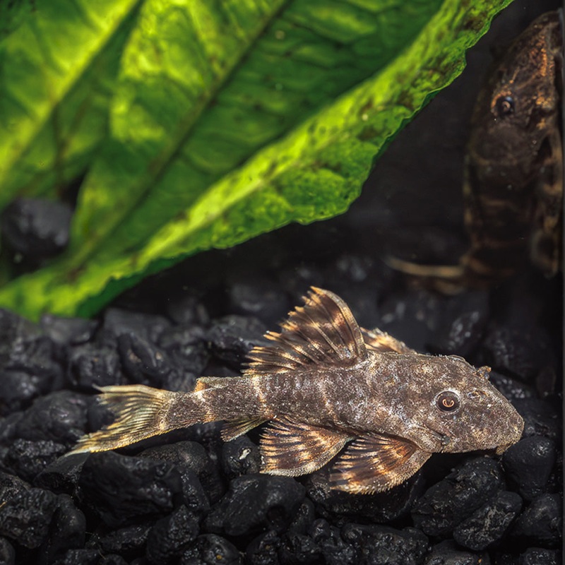 Clown Pleco L104 Imported 1 Fish