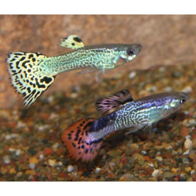 Guppy Male Christmas 3-3.5cm