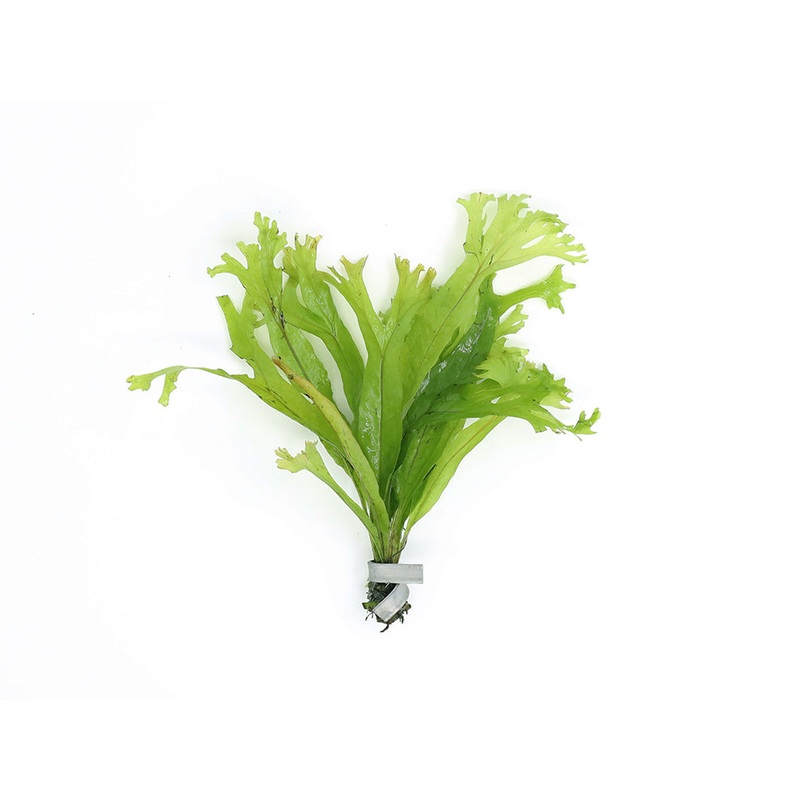 Java Fern “Thor’s Hammer” (Microsorum Pteropus) Bunch 1 Bunch