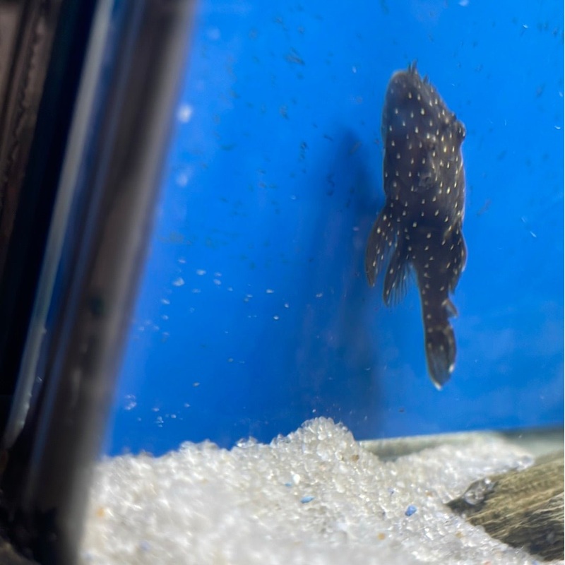 L255 Spotted Medusa Pleco 2″ Unsexed