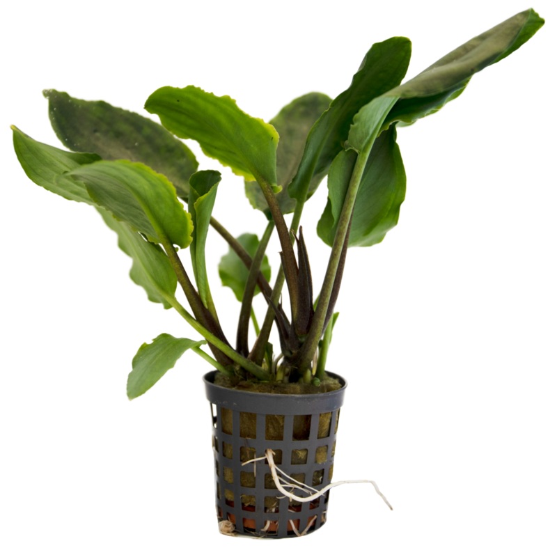 Lagenandra Meeboldii Green 5 cm pot
