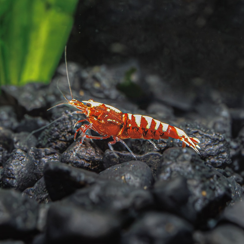 Red Pinto Shrimp – Mixed Imported 1 Shrimp