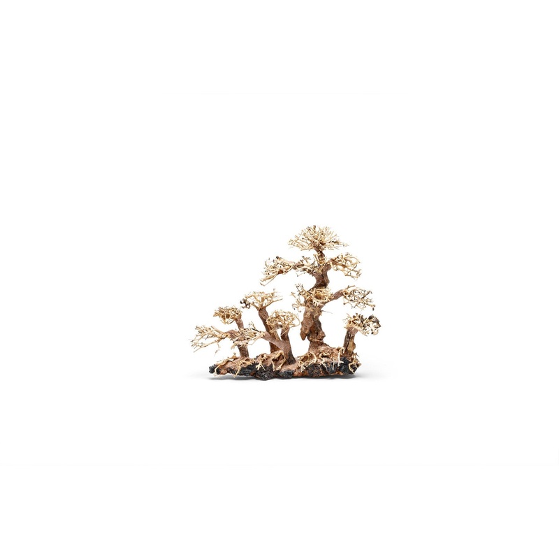 UNS Bonsai 008 P008-S
