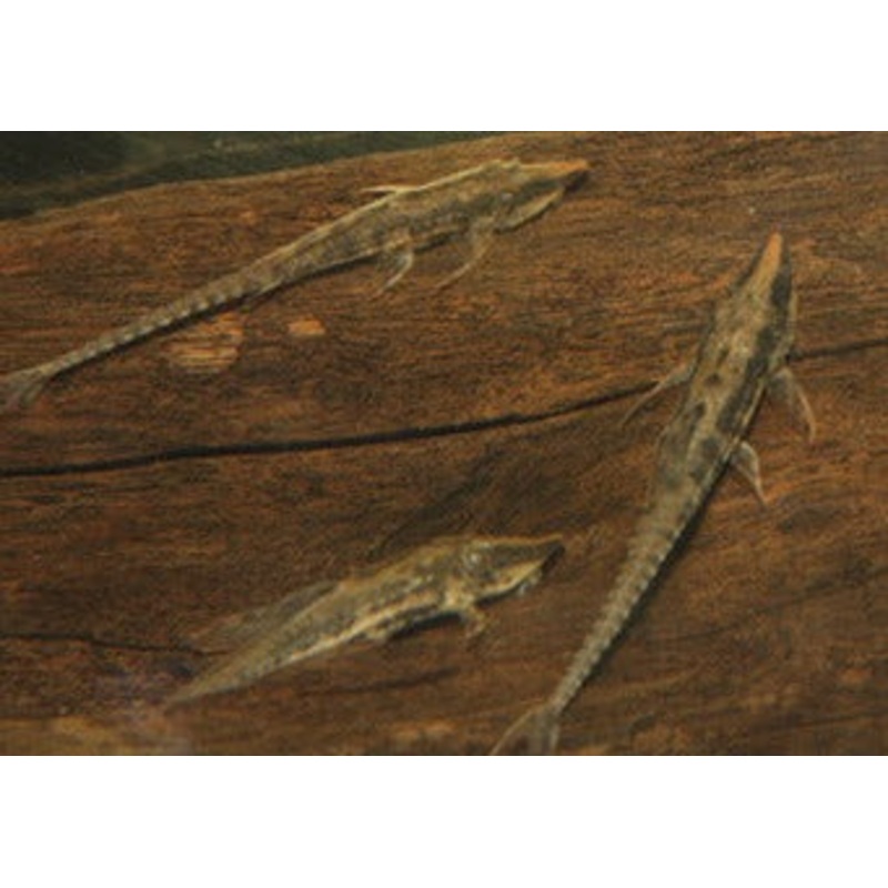 Whiptail Catfish – Long Nose 6-8cm