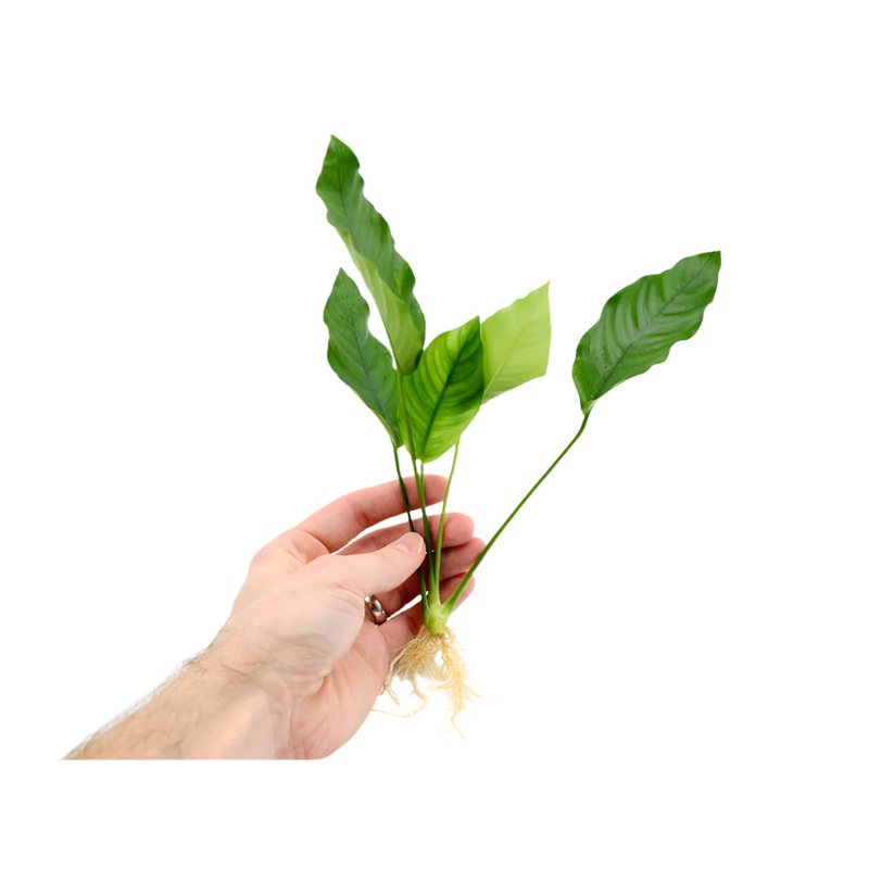Anubias barteri ‘Crispus’ (Anubias sp.) Bareroot