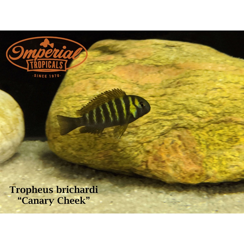 Canary Cheek Tropheus 1-2″ Unsexed