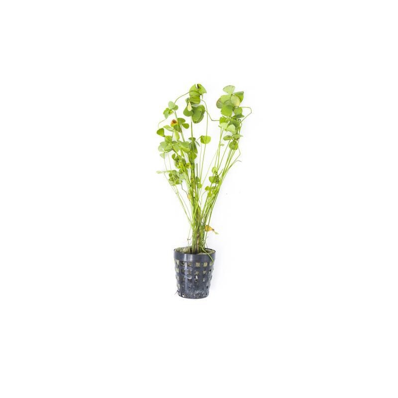 Marsilea Hirsuta Pot
