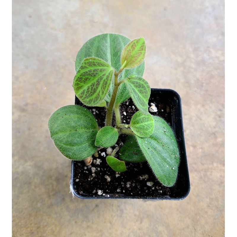 Peperomia Tingo Maria 3-5 leaf cutting