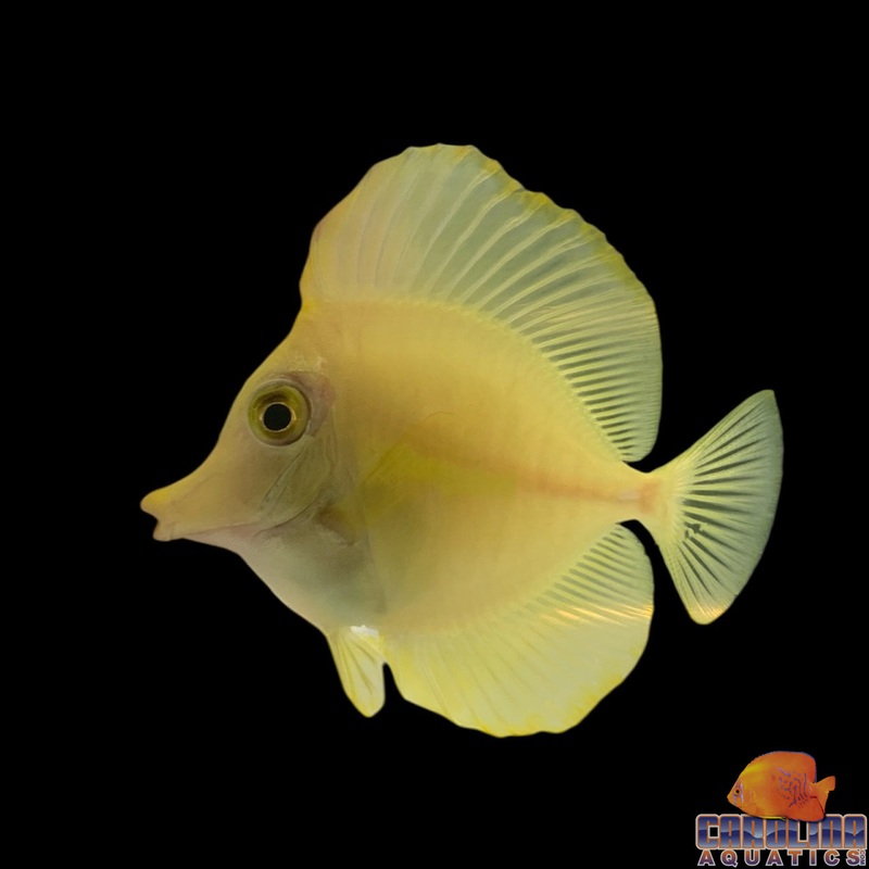 Tang – Yellow Sm T.R.