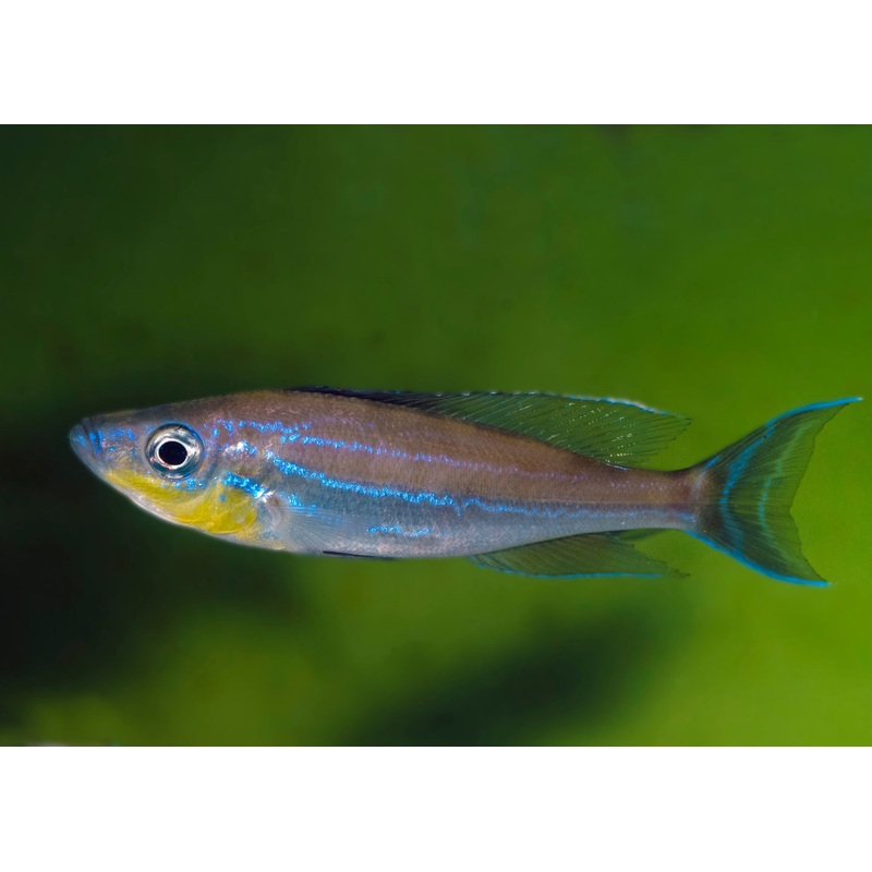 Benthochromis Tricoti 5-7cm
