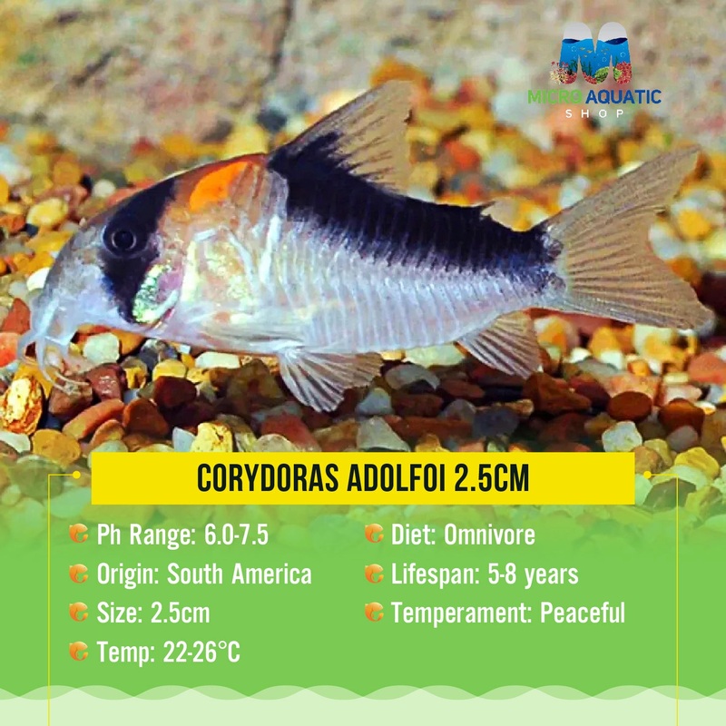 Corydoras Adolfoi 2.5cm 1 Corydoras