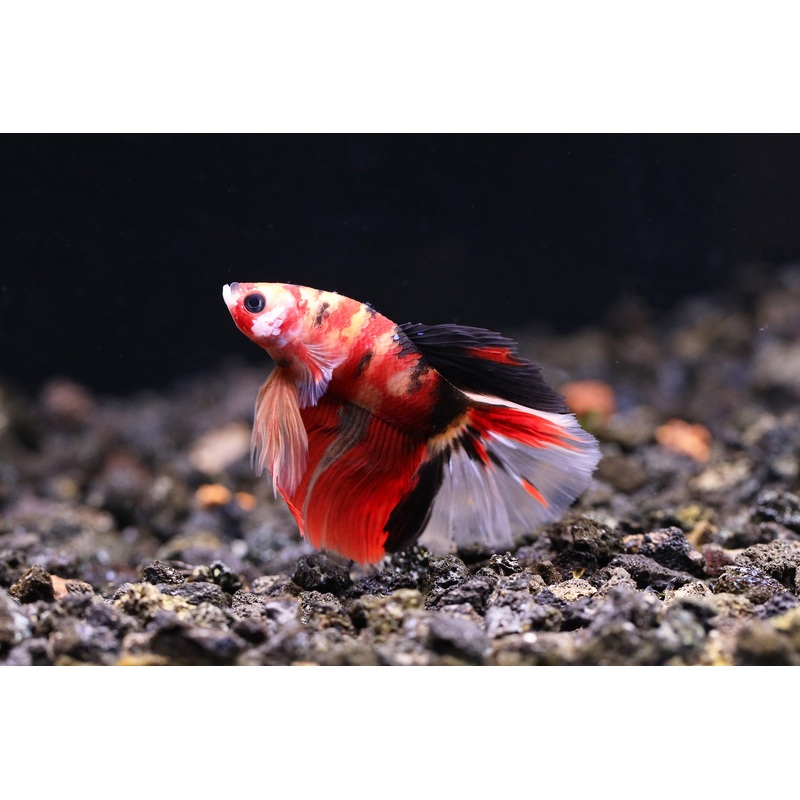 Halfmoon Koi Male Betta (Betta splendens) – Tank Bred