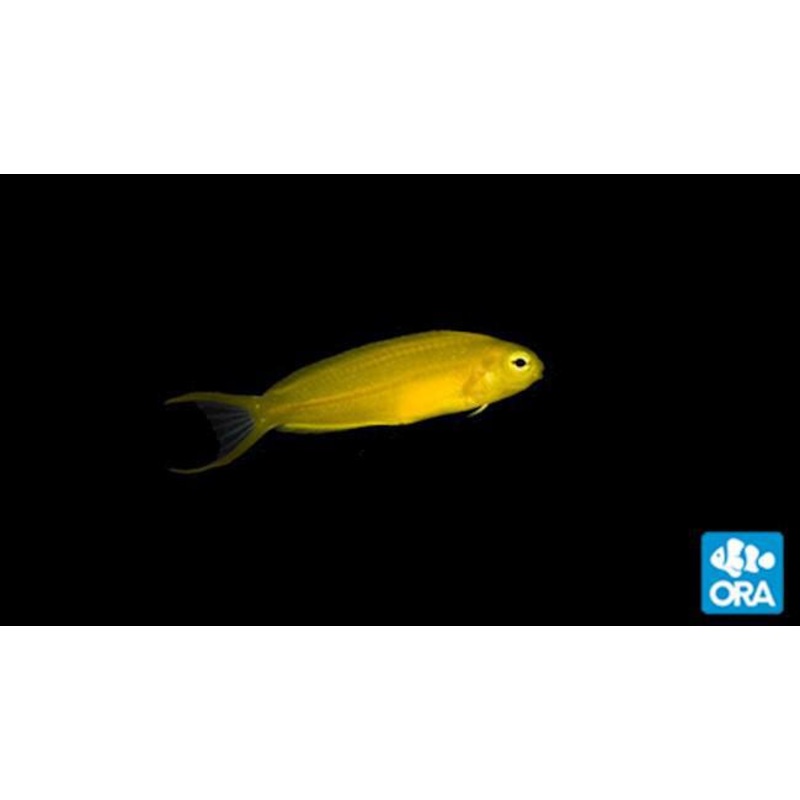 ORA Yellow Canary Blenny