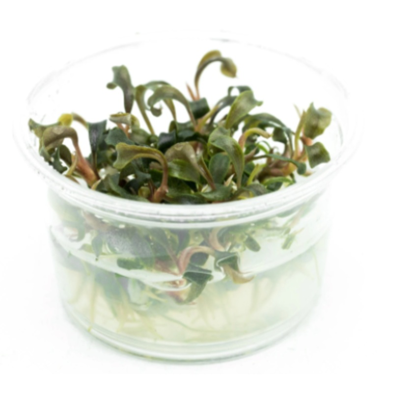 ORIENTAL TC (Bucephalandra brownie ‘Purple’ / C31678)