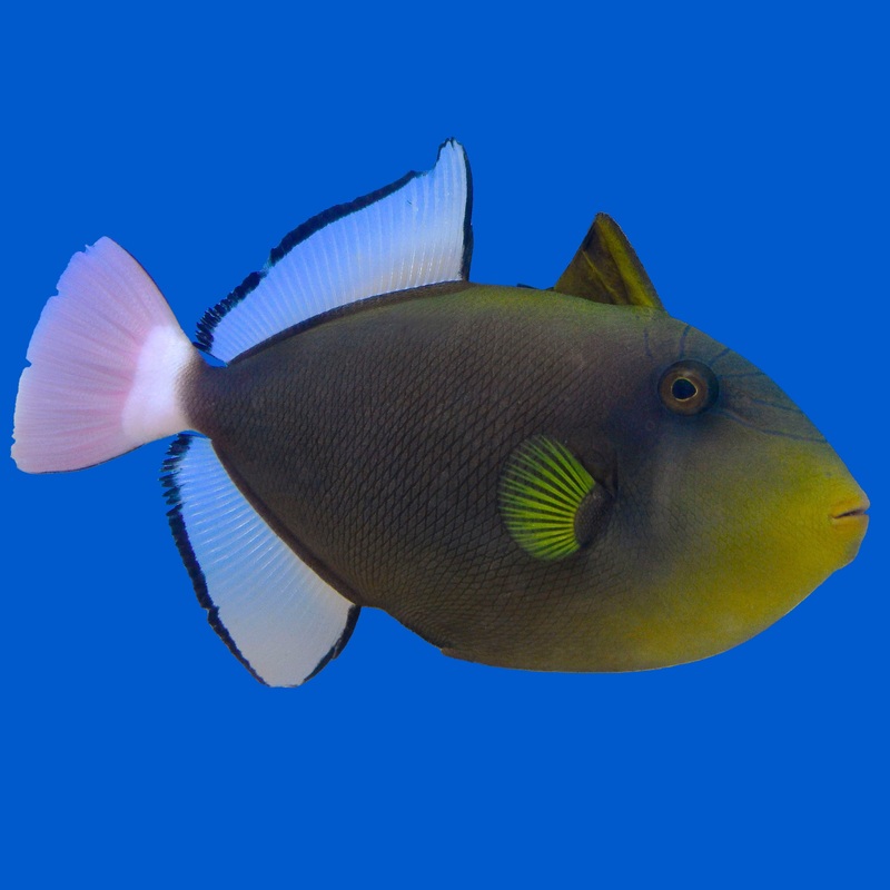 Pinktail Trigger Small (under 3 inch)
