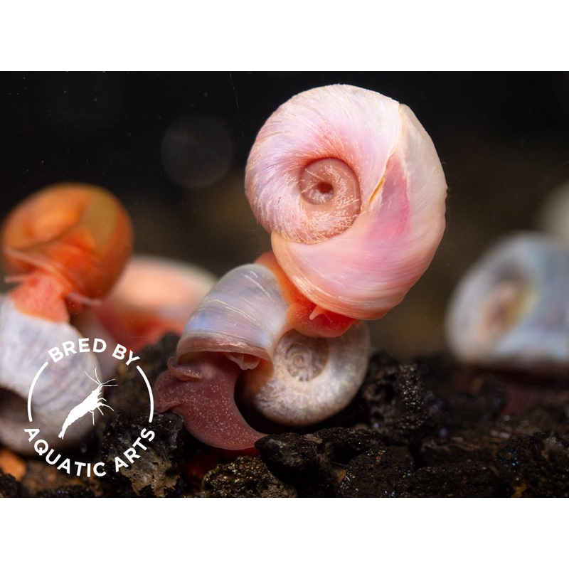 Red & Blue Ramshorn Combo (Planorbarius corneus), BREDBY: Aquatic Arts 3 of Each