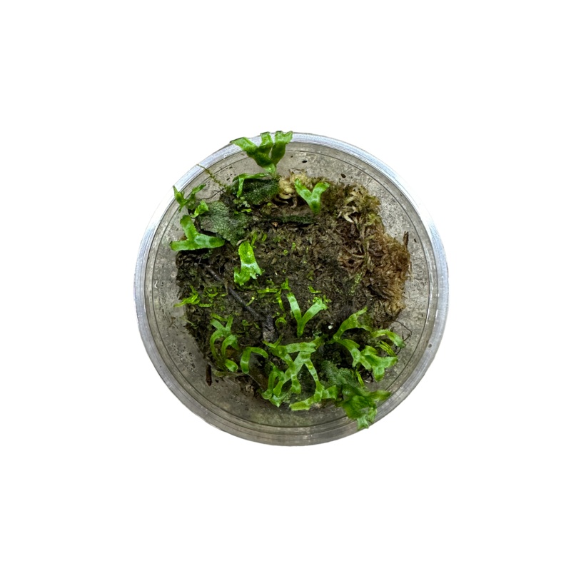Snake Skin Liverwort (Conocephalum sp) 8 oz