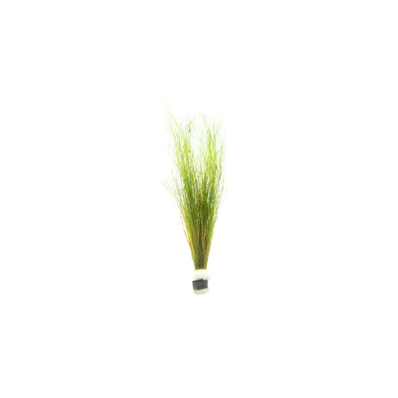 Umbrella Hair Grass (Eleocharis Vivipara) Lead Bunch