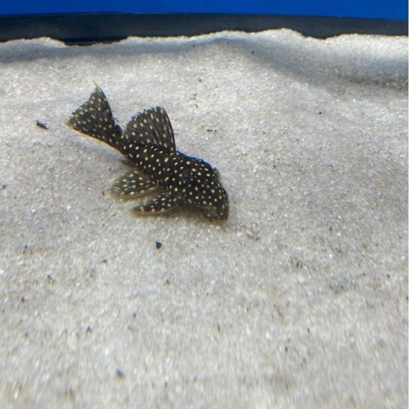 L007 Galaxy Pleco 3.5-4″ Unsexed