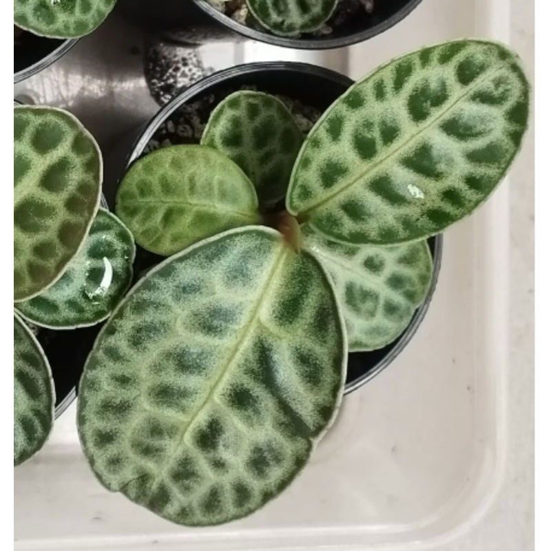 Labisia ‘Turtle Back’