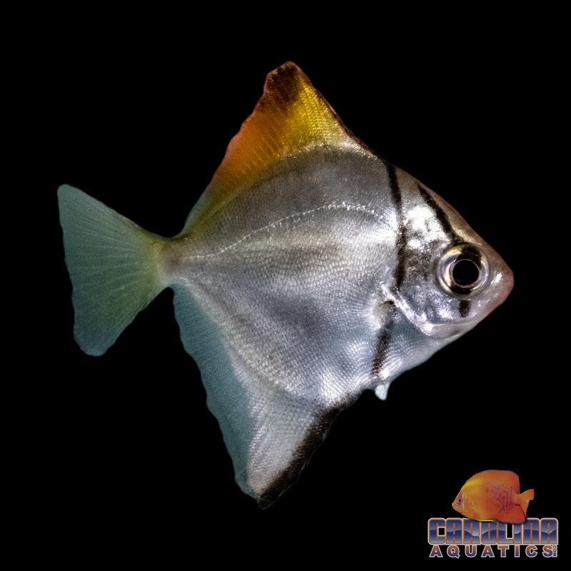 Mono – Dwarf Saltwater Acclimated